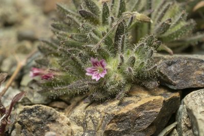Jordania confertifolia, photographed by Eleftherios Katsillis