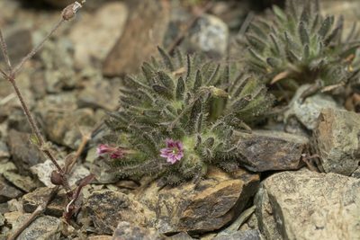 Jordania confertifolia, photographed by Eleftherios Katsillis