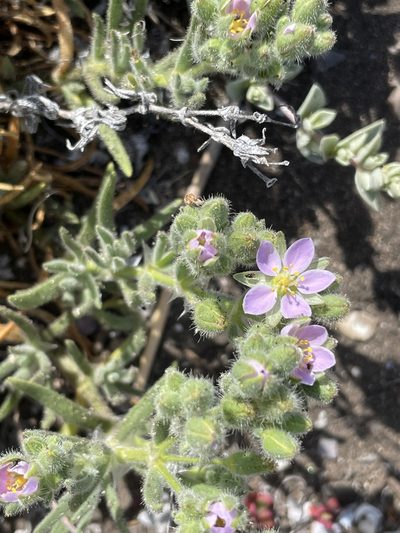 Spergularia villosa, photographed by Sula Vanderplank