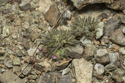 Jordania confertifolia, photographed by Eleftherios Katsillis