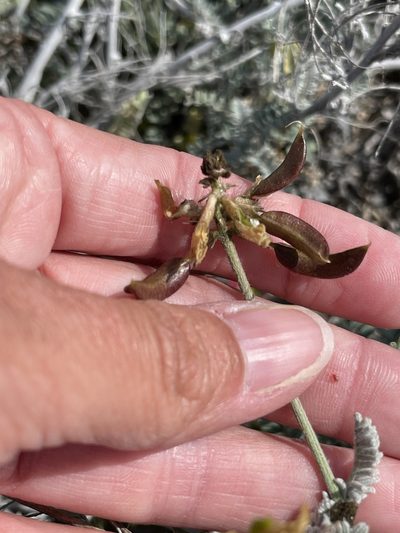Astragalus nevinii, photographed by Sula Vanderplank