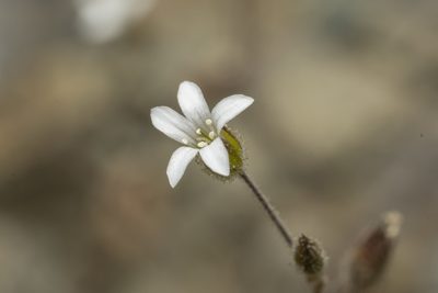 Arenaria rhodia, photographed by Eleftherios Katsillis