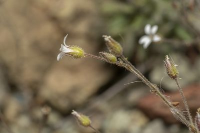 Arenaria rhodia, photographed by Eleftherios Katsillis