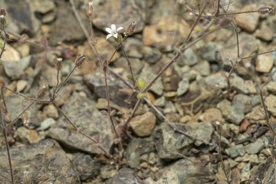 Arenaria rhodia, photographed by Eleftherios Katsillis