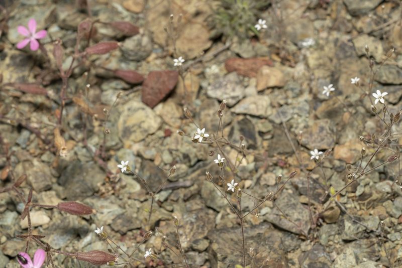 Arenaria rhodia, photographed by Eleftherios Katsillis