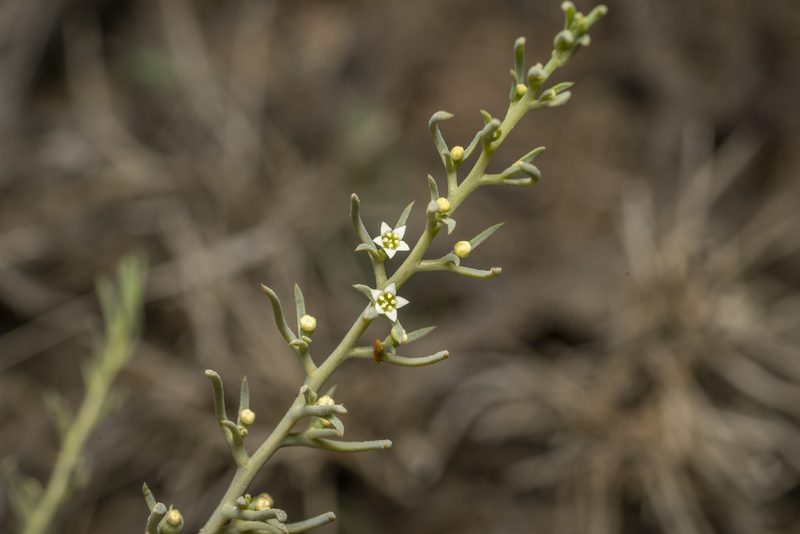 Thesium bergeri, photographed by Eleftherios Katsillis