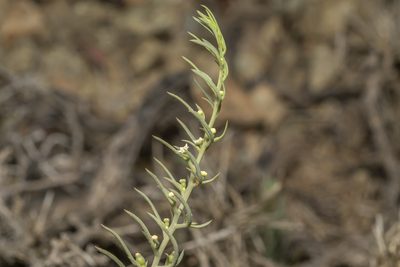 Thesium bergeri, photographed by Eleftherios Katsillis
