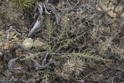 Thesium bergeri, photographed by Eleftherios Katsillis