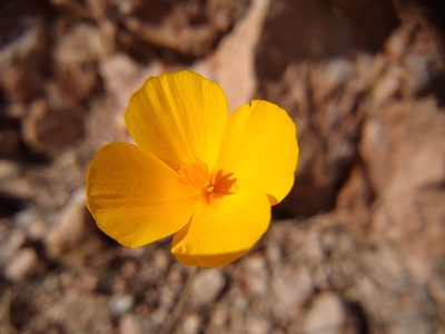 Eschscholzia hypecoides, photographed by Quinn Shemet