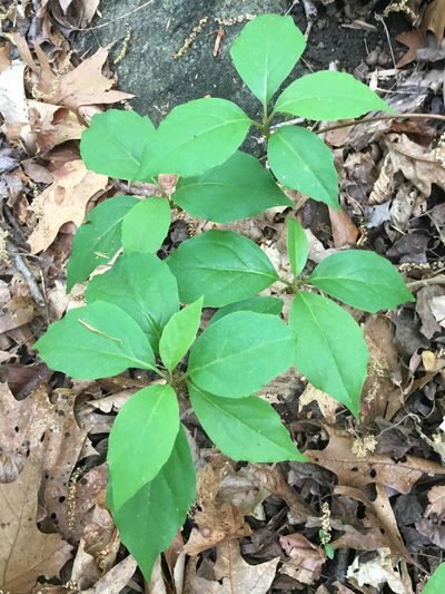 Schisandra glabra, photographed by lejones417