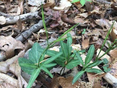 Cardamine angustata, photographed by lejones417