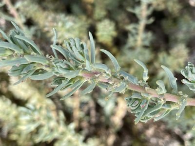 Suaeda taxifolia, photographed by Sula Vanderplank