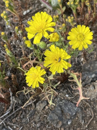 Malacothrix foliosa, photographed by Sula Vanderplank