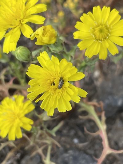 Malacothrix foliosa, photographed by Sula Vanderplank