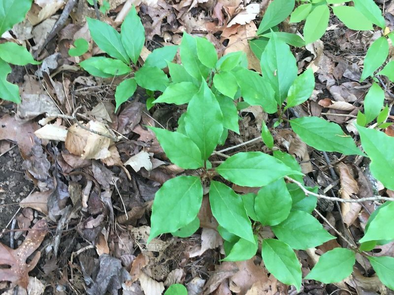 Schisandra glabra, photographed by lejones417