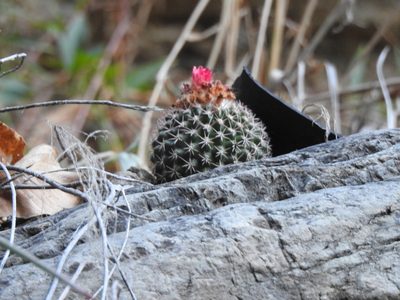 Parodia ocampoi, photographed by Naturalist Tours
