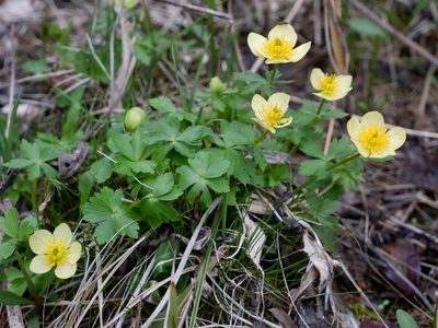 Trollius laxus, photographed by Bonnie Semmling