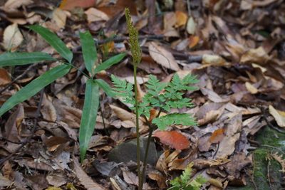 Sceptridium japonicum, photographed by harum.koh