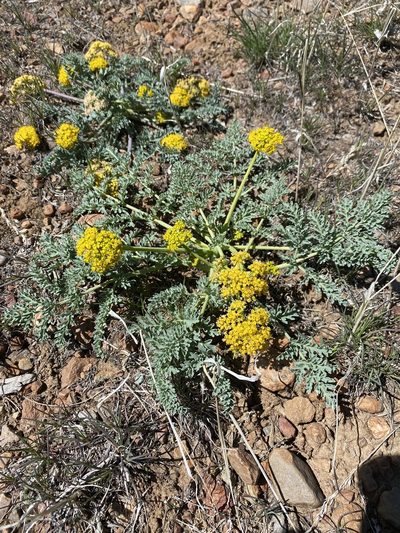 Cymopterus glaucus, photographed by Matt Berger