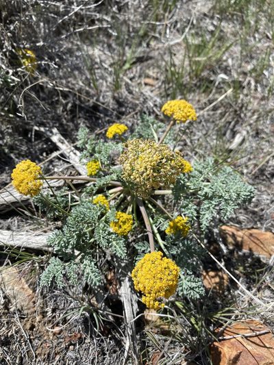 Cymopterus glaucus, photographed by Matt Berger