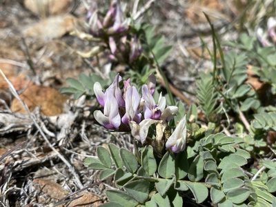 Astragalus cibarius, photographed by Matt Berger
