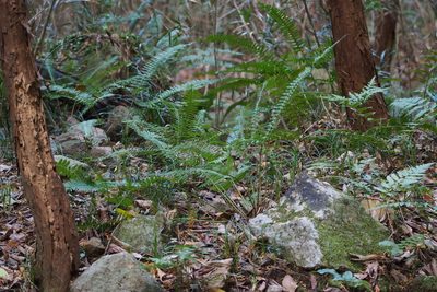 Polystichum tripteron, photographed by harum.koh