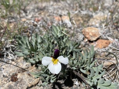 Viola beckwithii, photographed by Matt Berger