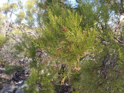 Adenostoma sparsifolium, photographed by Tom and T Herman