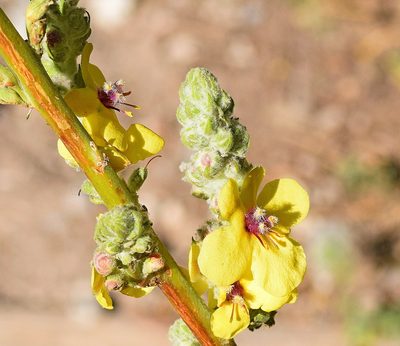 Verbascum olympicum, photographed by Kostas Zontanos