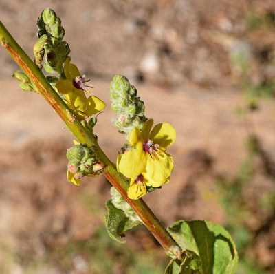 Verbascum olympicum, photographed by Kostas Zontanos
