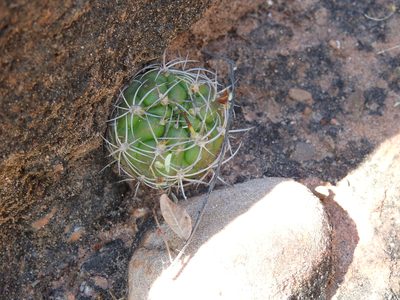 Weingartia neocumingii, photographed by Naturalist Tours