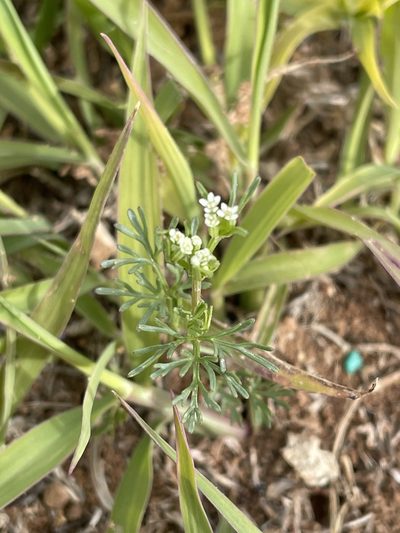 Ammoselinum popei, photographed by Luke Padon