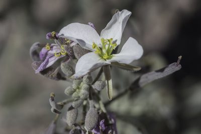 Nerisyrenia camporum, photographed by Craig Martin