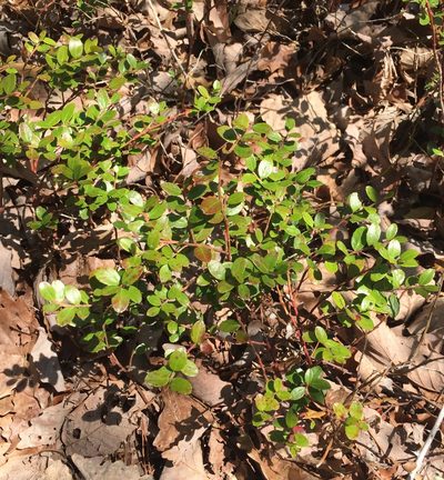 Gaylussacia brachycera, photographed by Roseanna Denton