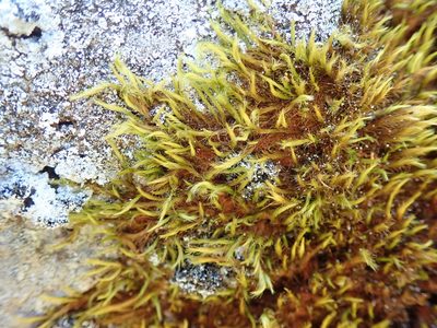 Anacolia menziesii, photographed by Randal