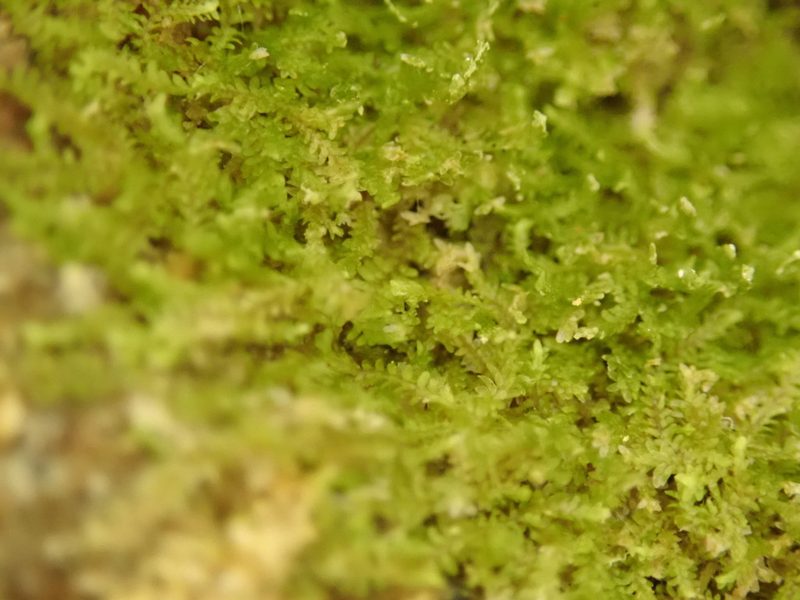 Diplophyllum taxifolium, photographed by Randal