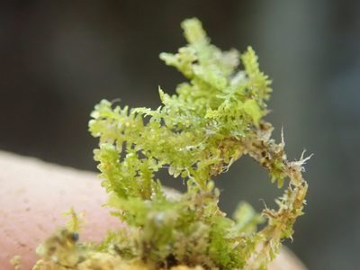 Diplophyllum taxifolium, photographed by Randal