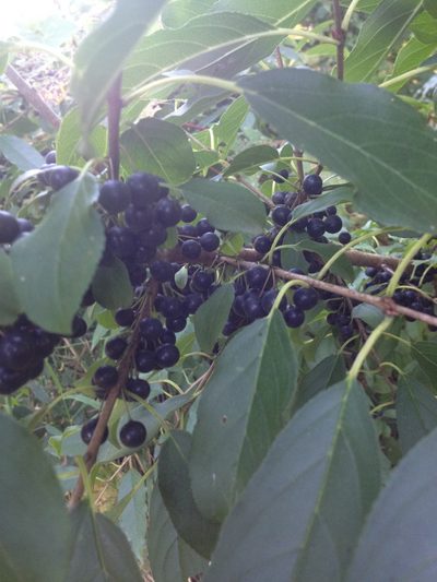 Rhamnus utilis, photographed by Rose Zappa