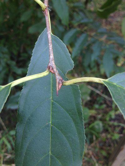 Rhamnus utilis, photographed by Rose Zappa
