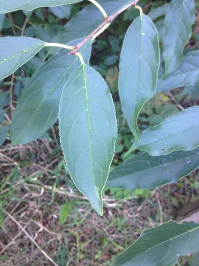 Rhamnus utilis, photographed by Rose Zappa