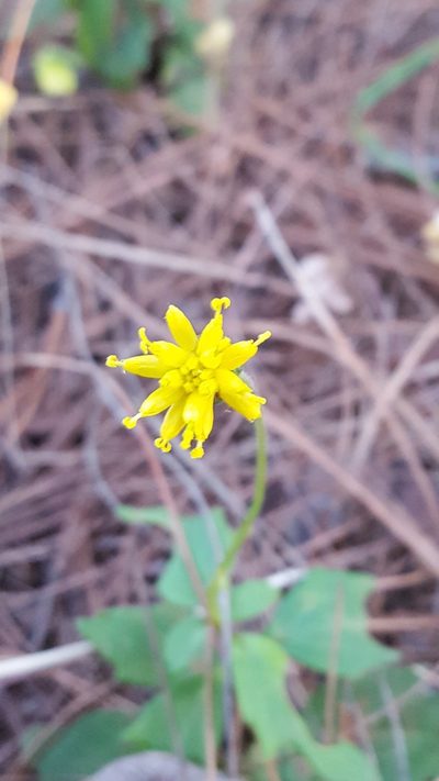 Tridax brachylepis, photographed by Eugenio Padilla