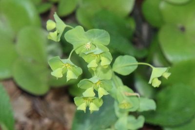 Euphorbia commutata, photographed by er-birds