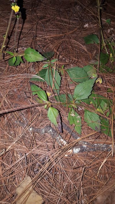 Tridax brachylepis, photographed by Eugenio Padilla