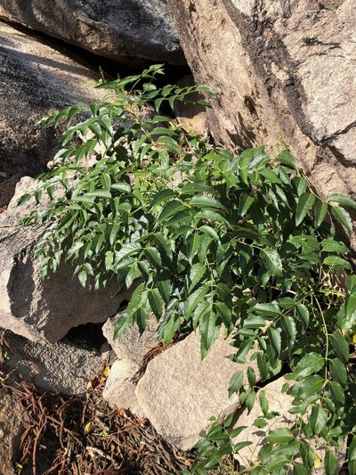 Garuga floribunda, photographed by elawrey