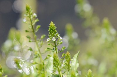 Veronica undulata, photographed by Zinogre