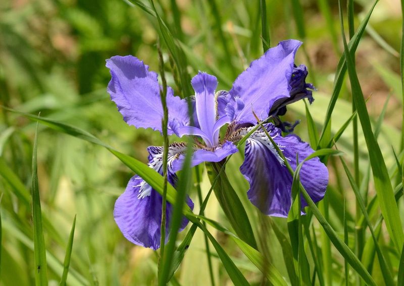 Iris tectorum, photographed by Zinogre