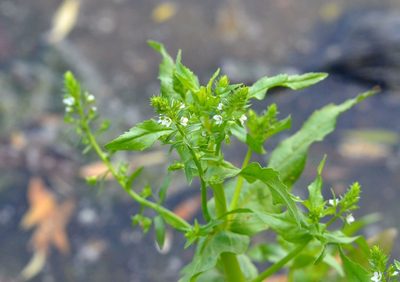 Veronica undulata, photographed by Zinogre