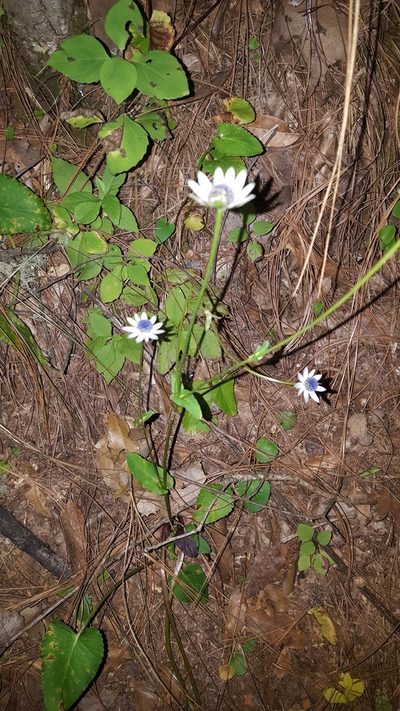 Eryngium gracile, photographed by Eugenio Padilla