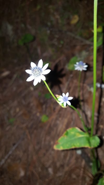 Eryngium gracile, photographed by Eugenio Padilla