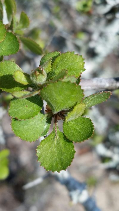Crataegus × macrocarpa, photographed by Jay Horn